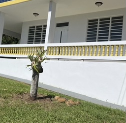 Foto de propiedad con número de referencia P66000 en el municipio de Isabela